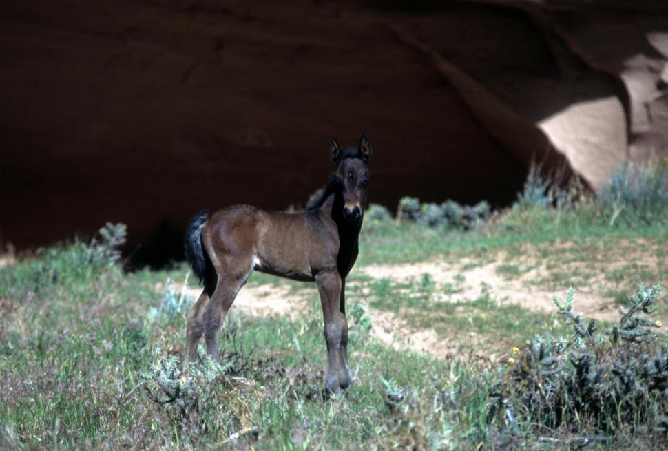Free Image of Foal 