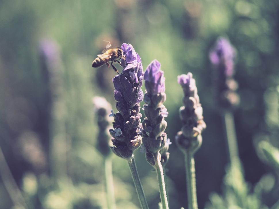 Free Image of Bee pollinating purple lavender flowers 