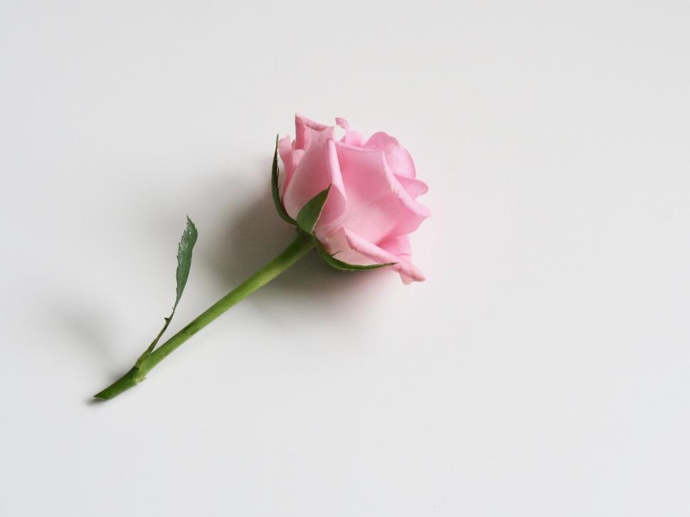 Free Image of Pink rose solitarily placed on plain surface 