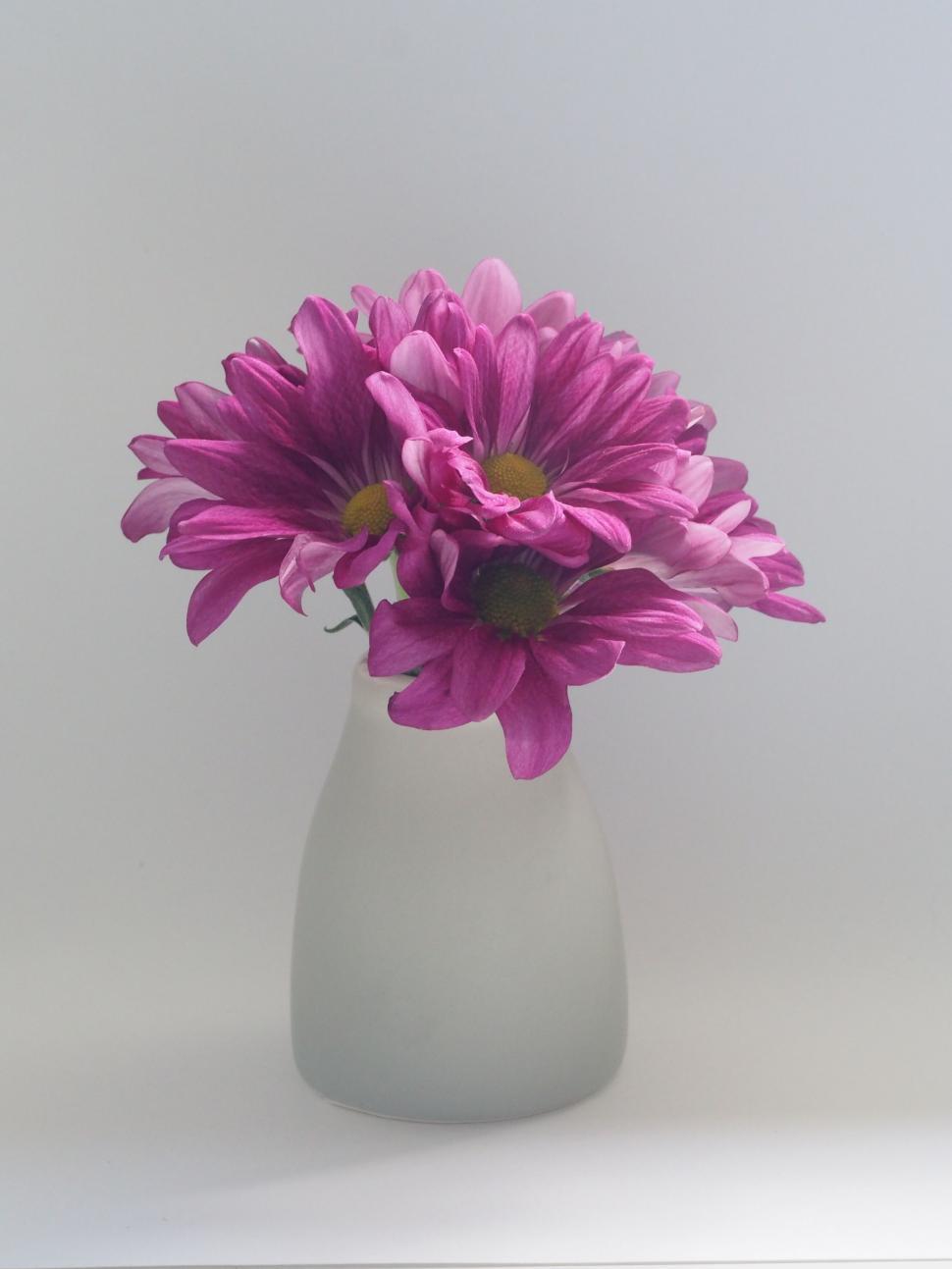 Free Image of Pink chrysanthemums in a white vase 