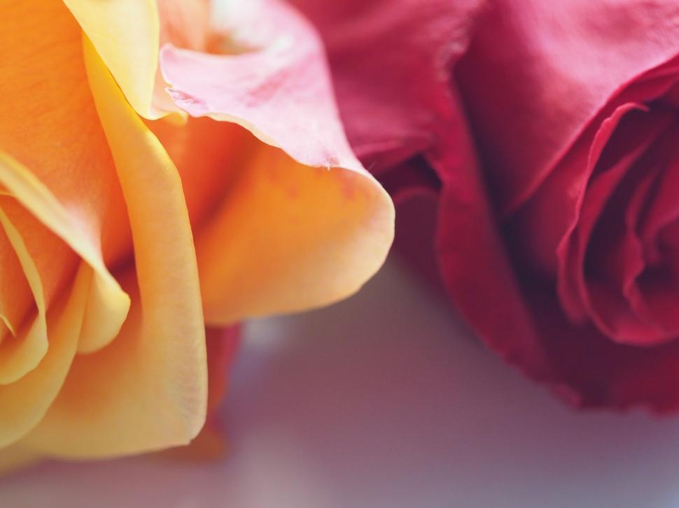 Free Image of Close-up of yellow and red rose petals 