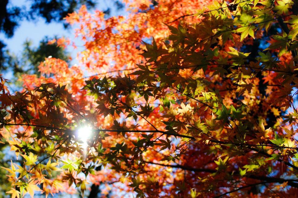 Free Image of Sunlit autumn leaves with blue sky 