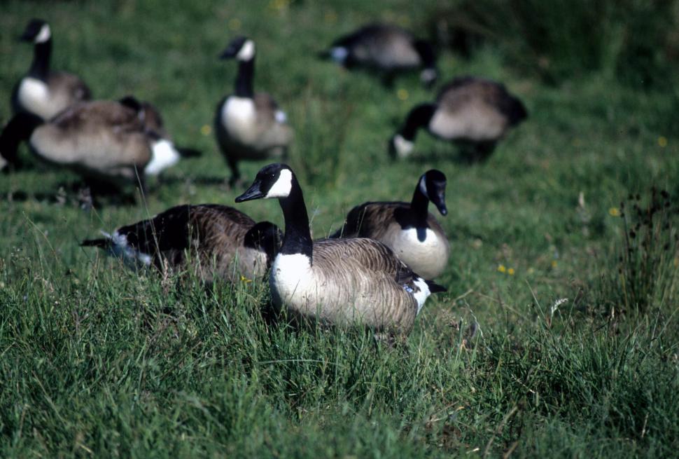 Free Image of Canadian geese 