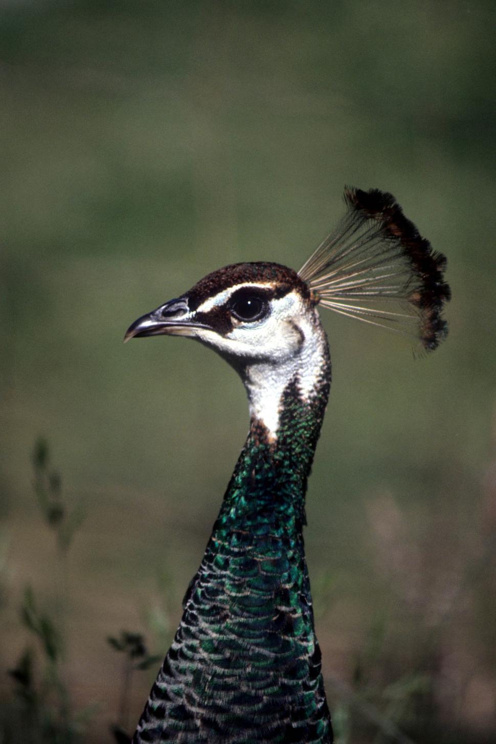 Free Image of Peahen 