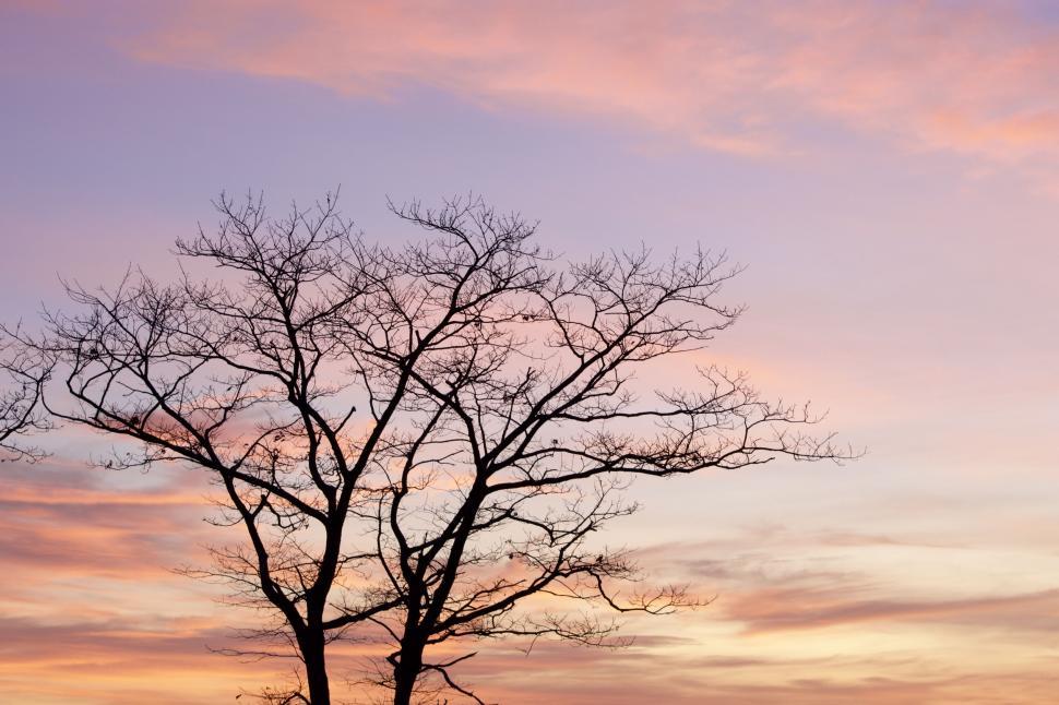 Free Image of Silhouette of a bare tree at sunset 