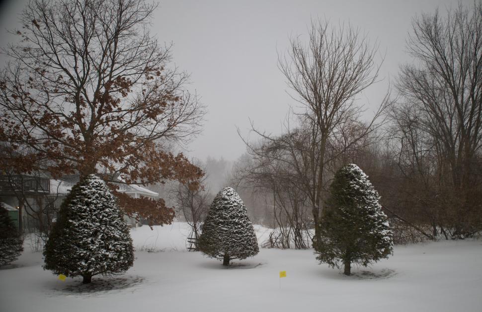 Free Image of Snow-covered trees and yard in winter 