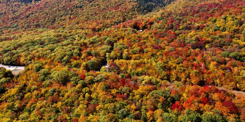 Free Image of Aerial view of autumn forest landscape 