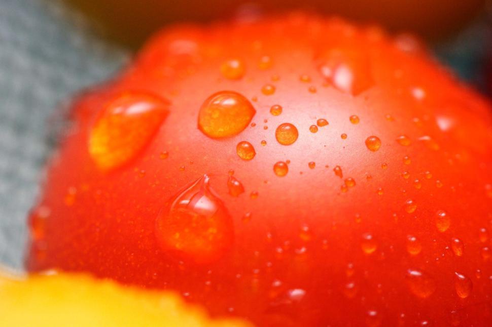 Free Image of Fresh wet tomatoes  