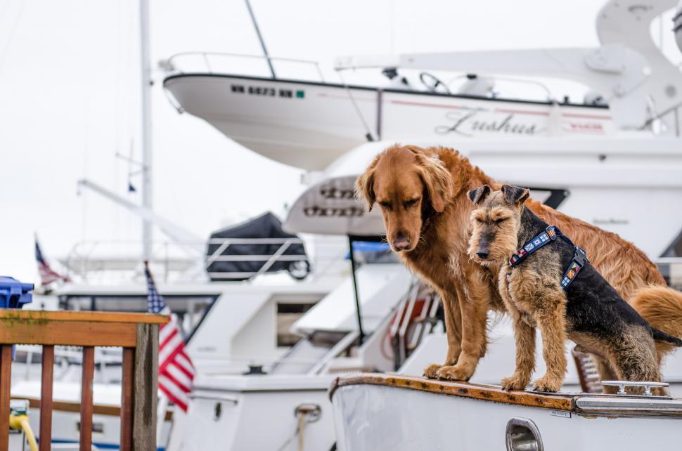 Free Image of Dogs playing aboard a docked boat 
