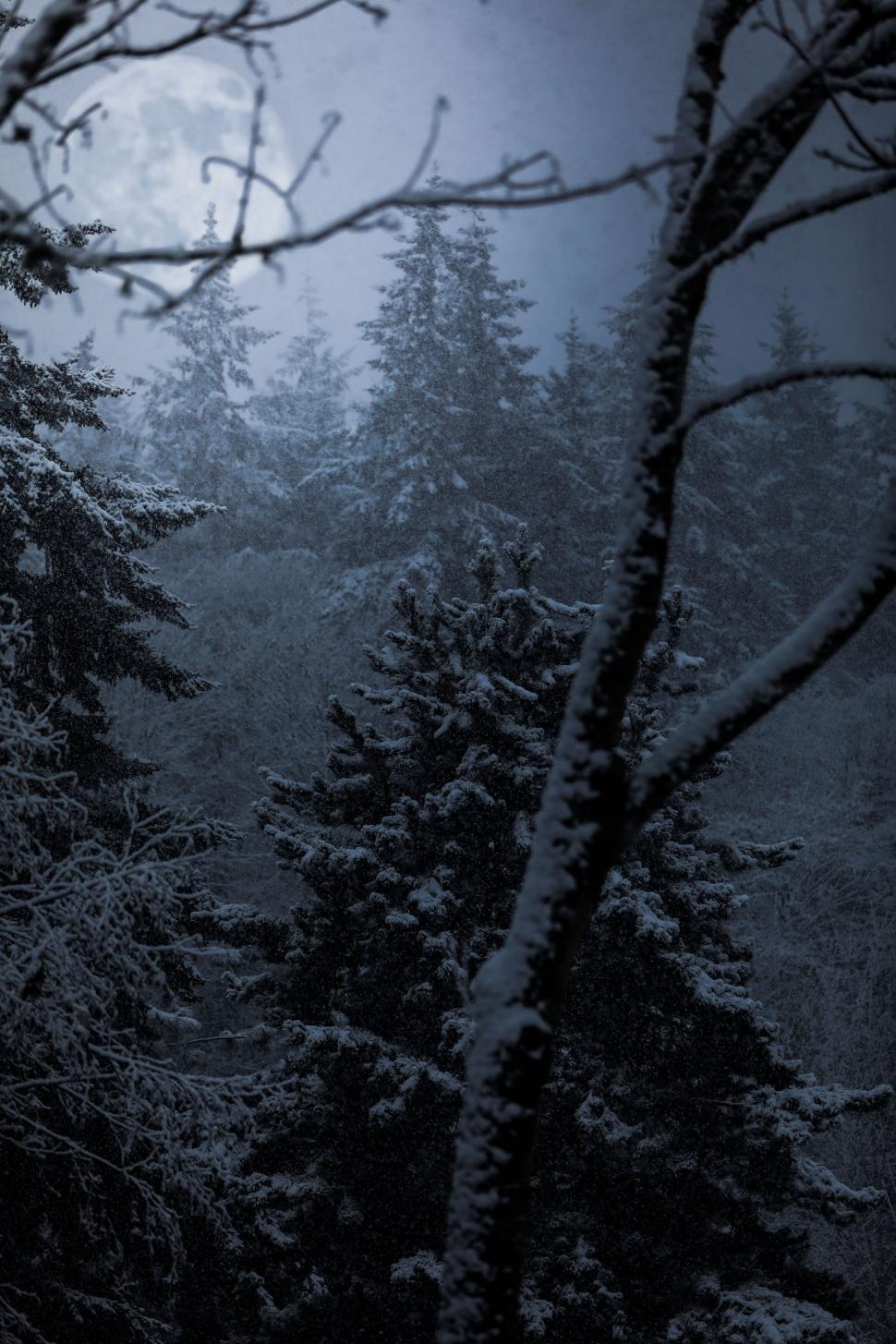 Free Image of Moonlit snowy forest scene at night 