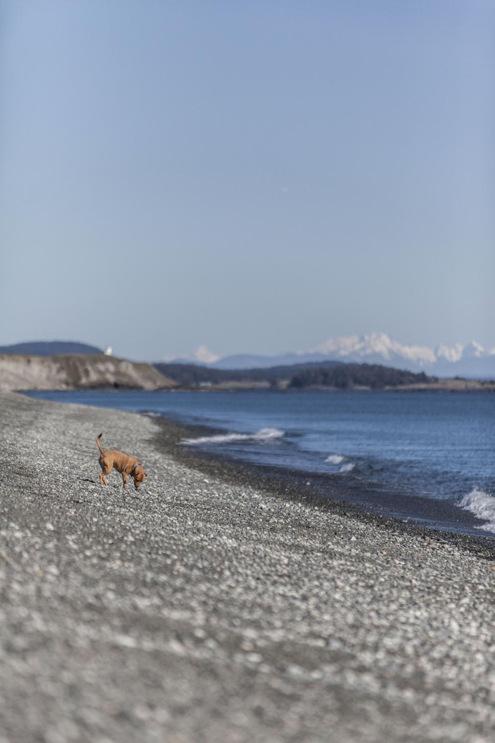 Free Image of Dog walking on pebble beach shoreline 