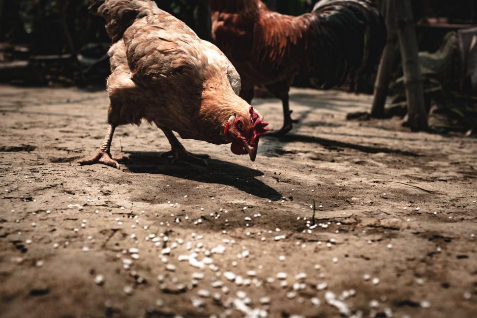 Free Image of Close-up of a chicken pecking on the ground 