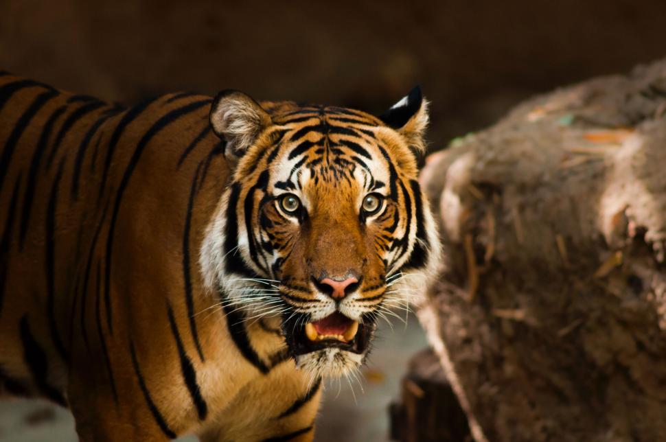 Free Image of Intense tiger on the prowl in nature 