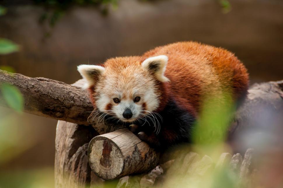 Free Image of Adorable red panda resting on log 
