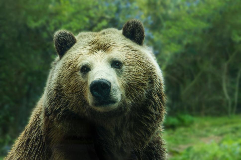 Free Image of Brown bear portrait with a direct gaze 