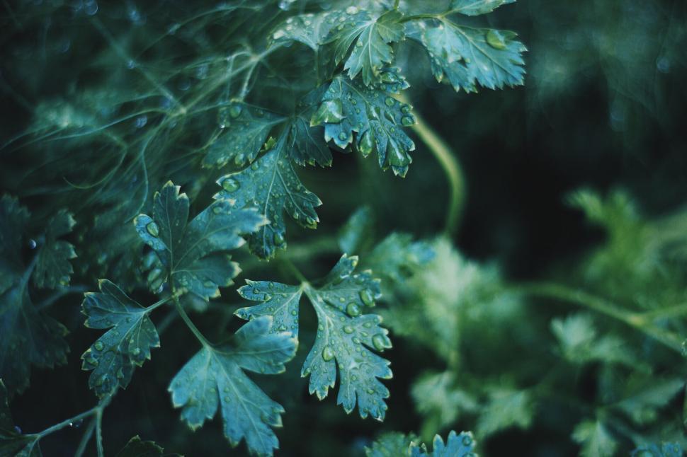 Free Image of Wet leaves with droplets after rain 