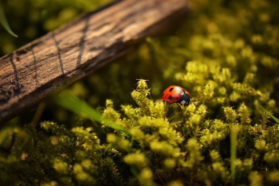 Free Image of Ladybug on a sunlit mossy log 