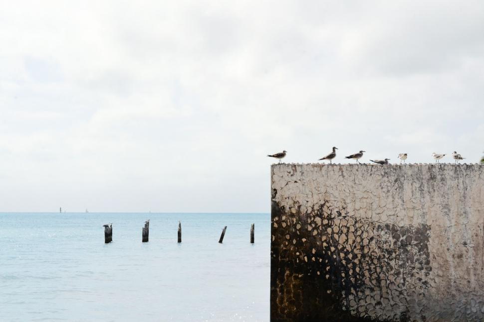 Free Image of Seagulls perched on a weathered sea wall 