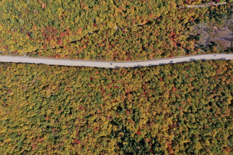 Free Image of Aerial view of a scenic autumn forest with road in betwee 