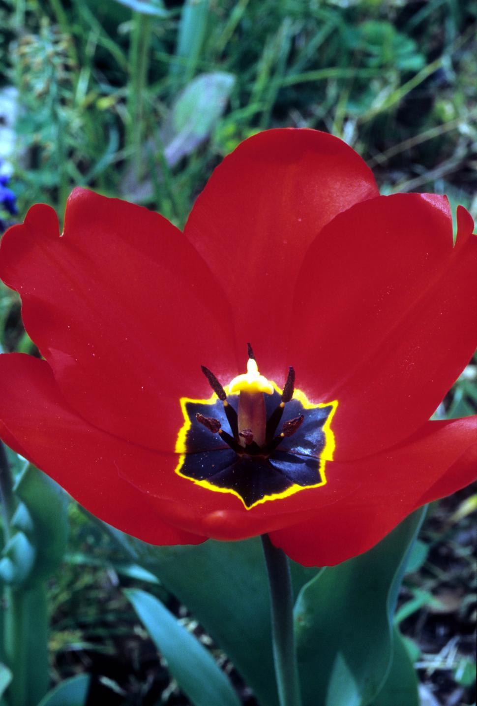 Free Image of Red tulip 