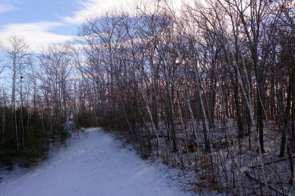 Free Image of Snow-dusted pathway through winter forest trees. 