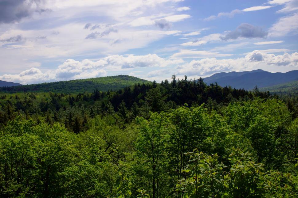 Free Image of Forest landscape with rolling hills in the background 