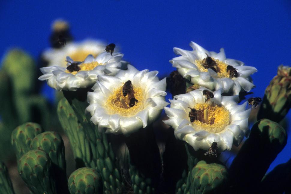 Free Image of Flowering saguaro cactus 