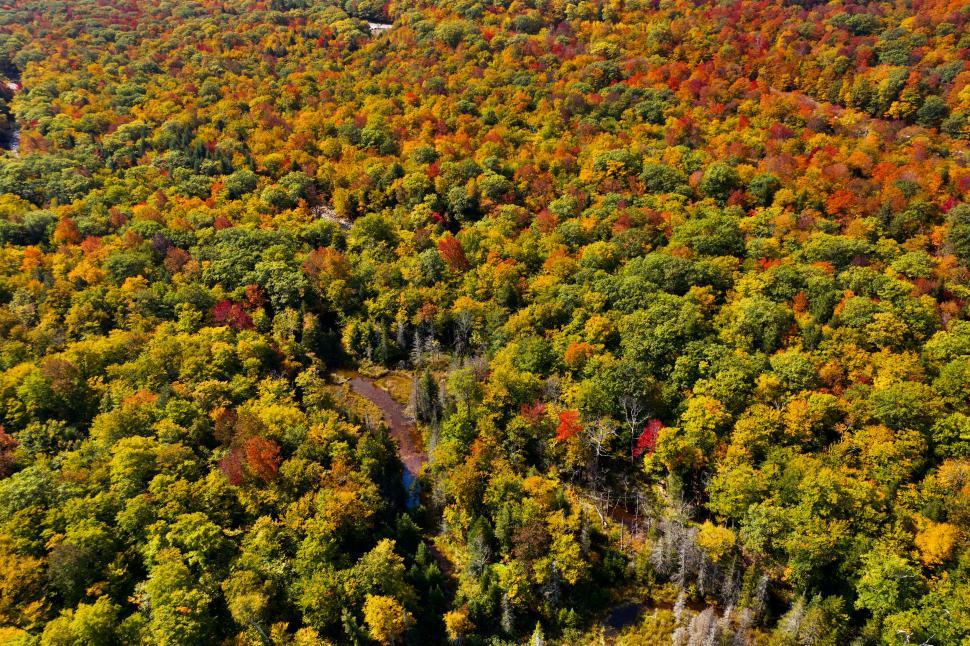 Free Image of Aerial view of dense autumn forest with vibrant colors 