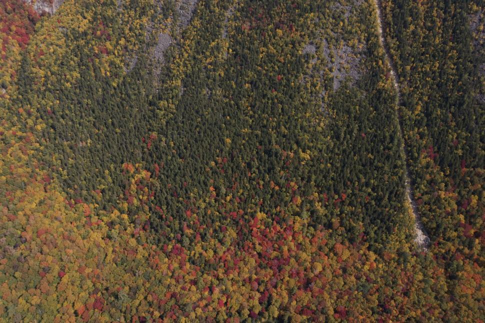 Free Image of Aerial view of forest with colorful autumn foliage 