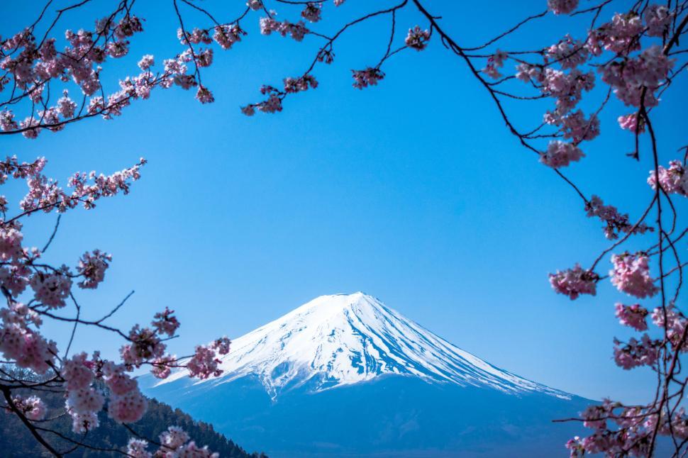 Free Image of Cherry blossoms framing majestic snow-capped mountain 