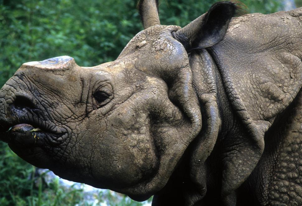 Free Image of Hornless rhino 