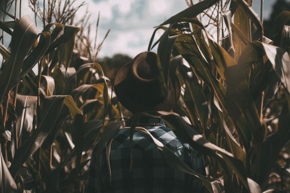 Free Image of Person wearing hat in a cornfield gazing at the sky. 