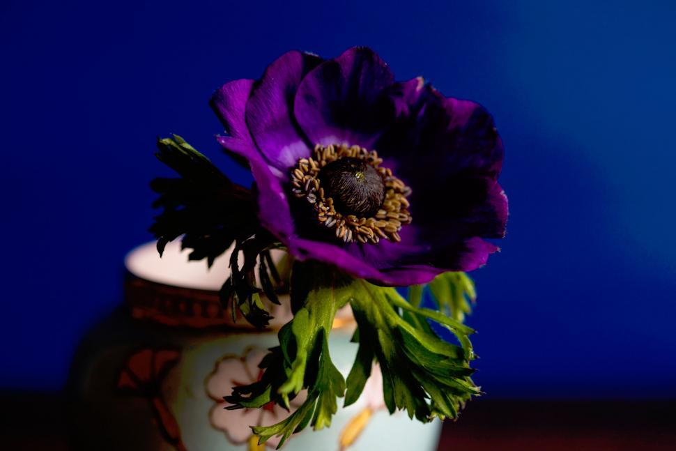 Free Image of Purple flower in decorative vase against blue background 