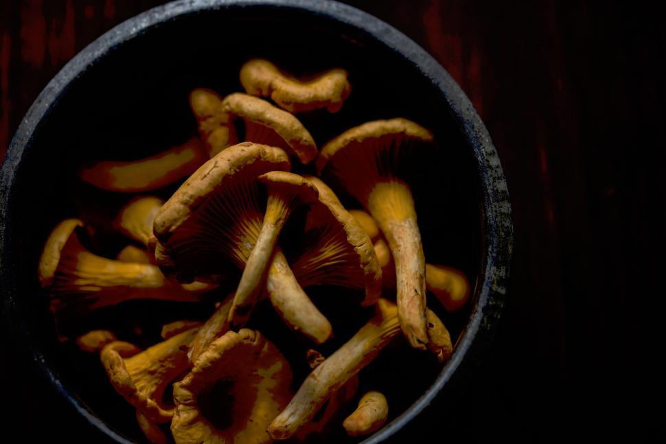 Free Image of Bowl filled with freshly picked chanterelle mushrooms 