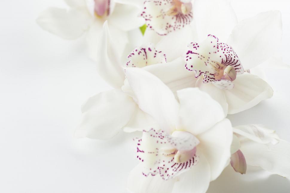 Free Image of Close-up of white orchids with speckled pink centers 