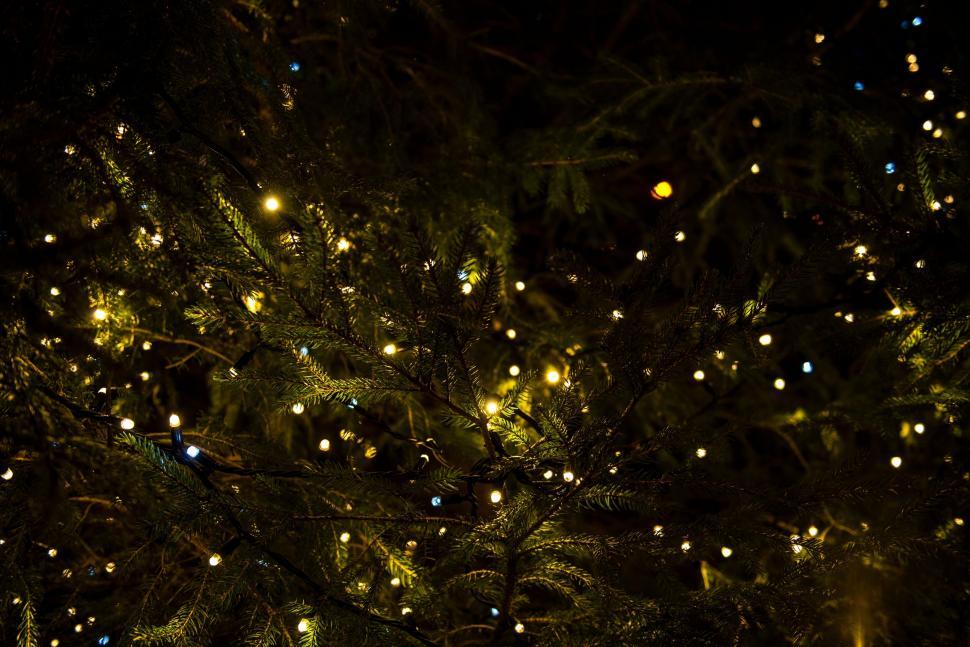 Free Image of Twinkling Lights on a Christmas Tree at Night 