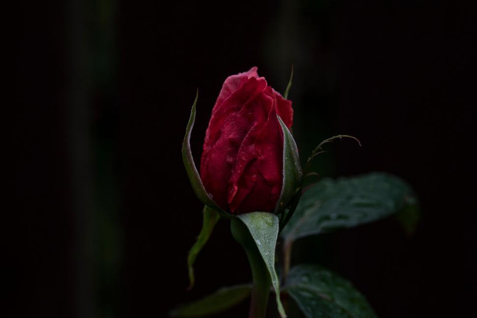 Free Image of Close-up of a budding red rose against a dark background. 