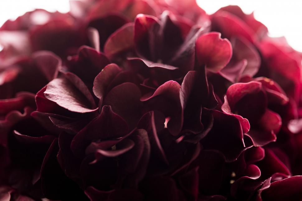 Free Image of Close-up of maroon hydrangea petals in soft focus 