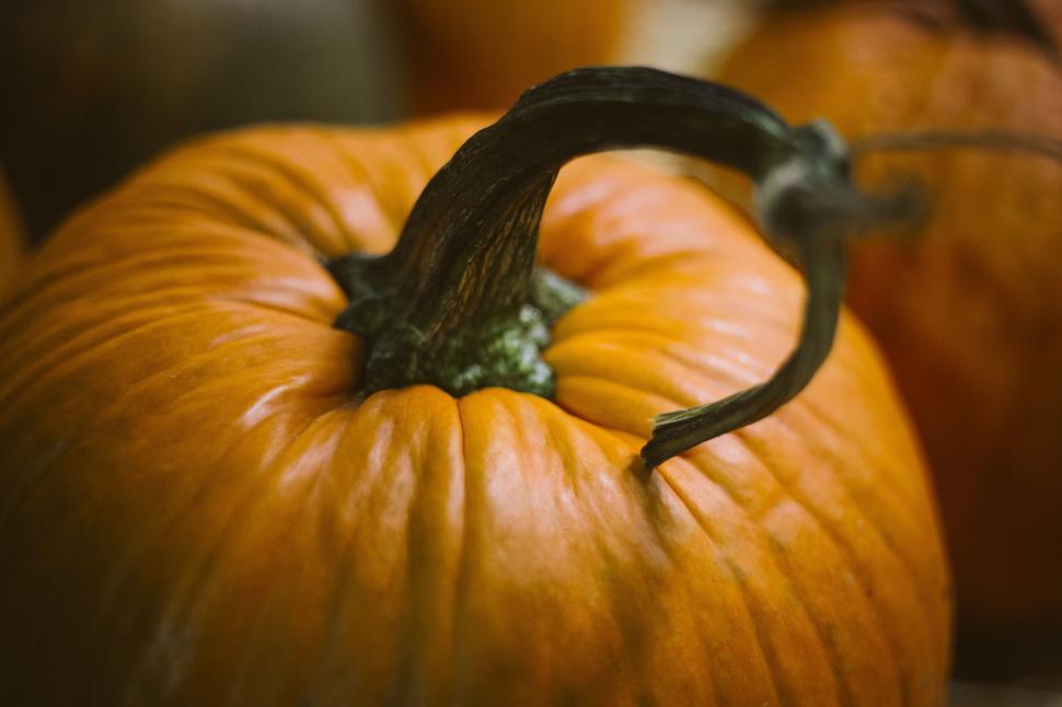 Free Image of Close-up of a bright orange pumpkin with a stem. 