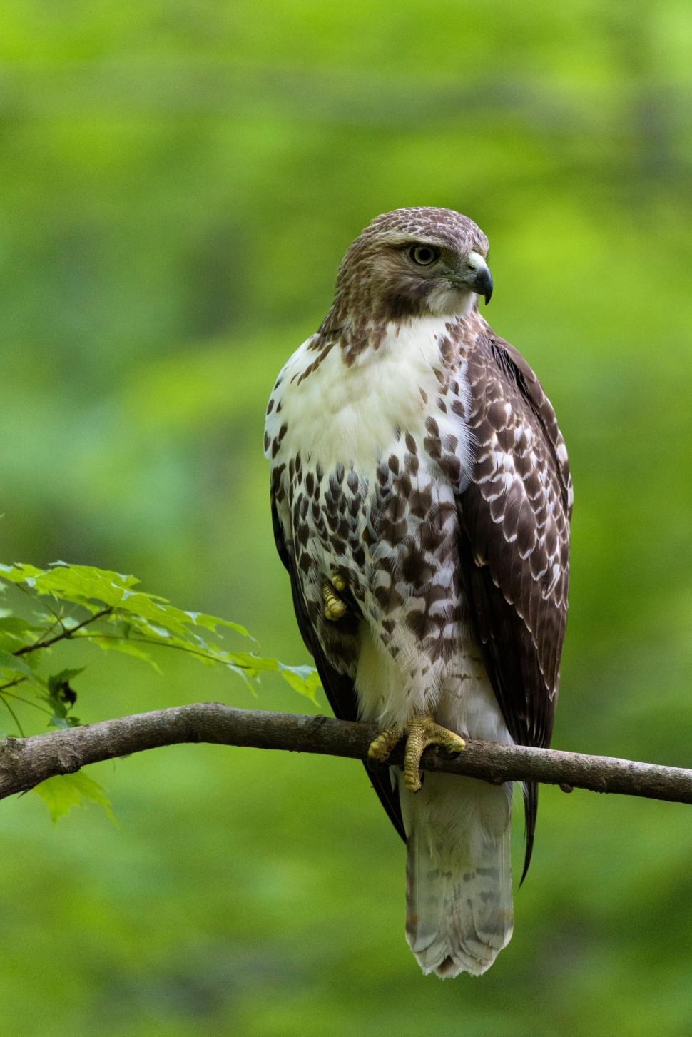 Free Image of Hawk perched on a branch with blurred green background 