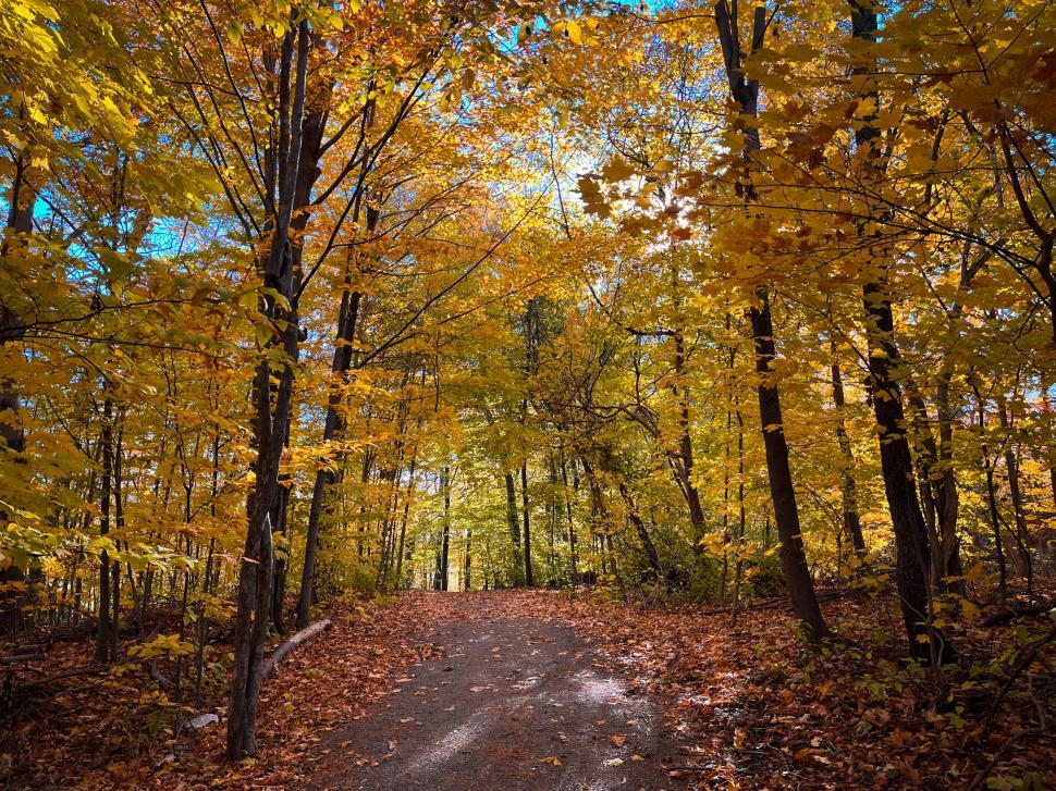 Free Image of Woodland path in autumn with vibrant foliage overhead. 