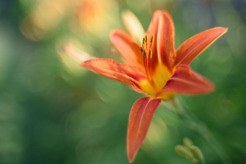 Free Image of Close-up of an orange flower with yellow center, blurred 