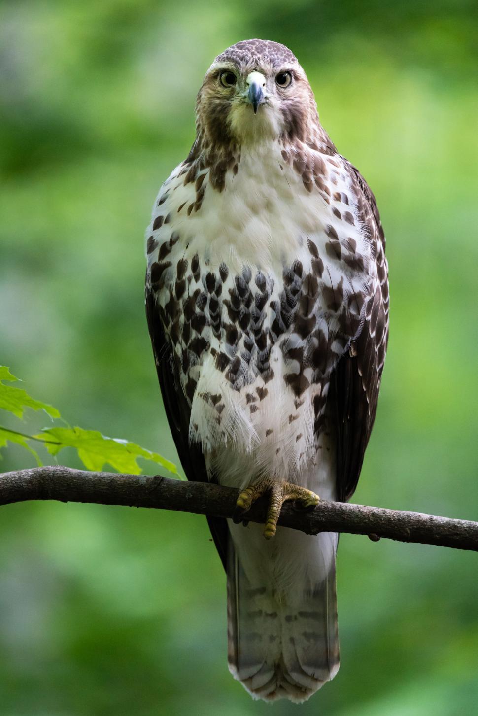 Free Image of Bird of Prey Perched on Branch with Vibrant Green Background 