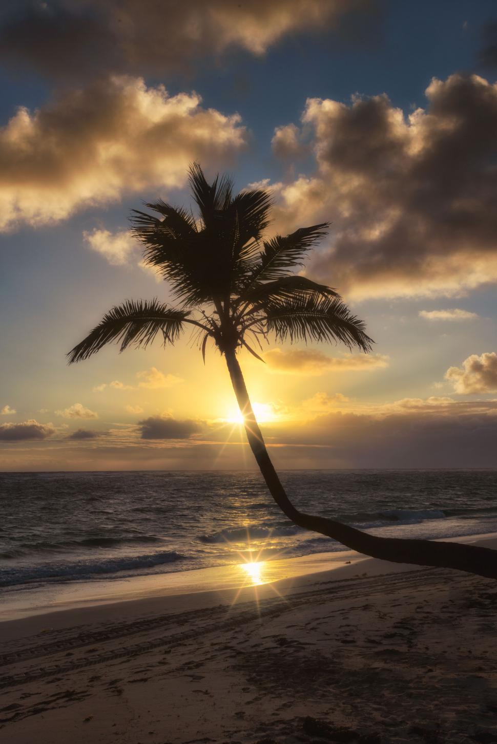 Free Image of Sunset beach with a single palm tree silhouette 