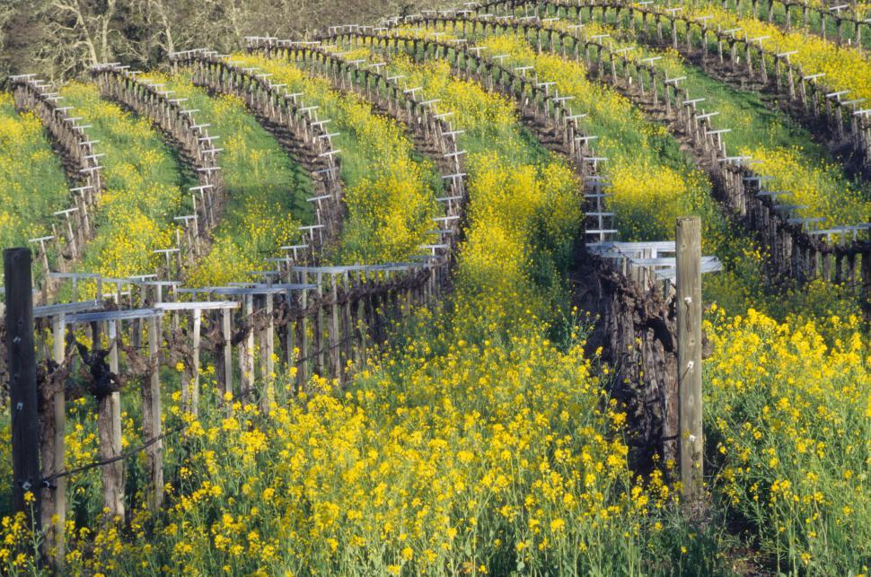 Free Image of Overgrown Vineyard 