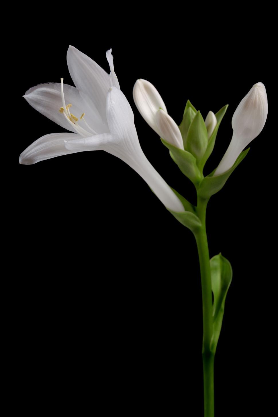 Free Image of Elegant white flower bloom with buds on a dark background. 