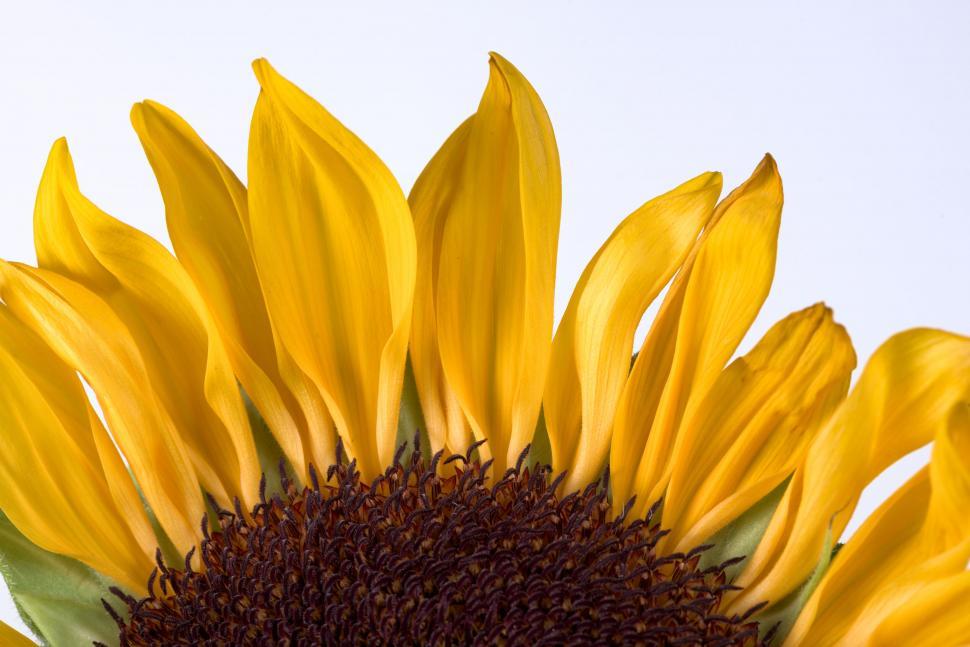 Free Image of Sunflower with bright yellow petals against white background. 