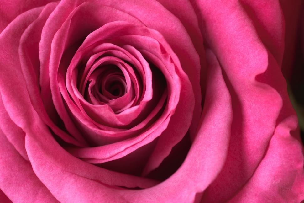 Free Image of Close-up shot of a vibrant pink rose in full bloom. 