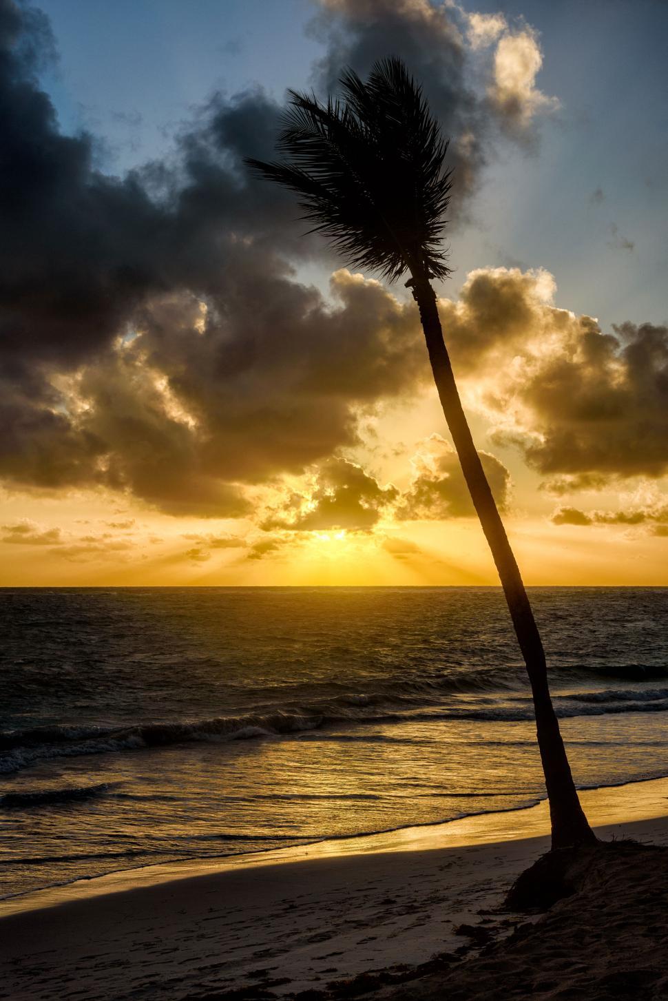 Free Image of A serene beach sunset with a tall palm tree silhouette. 