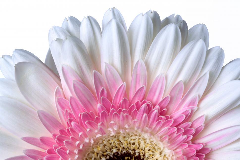 Free Image of Close-up of a white and pink flower against white background. 